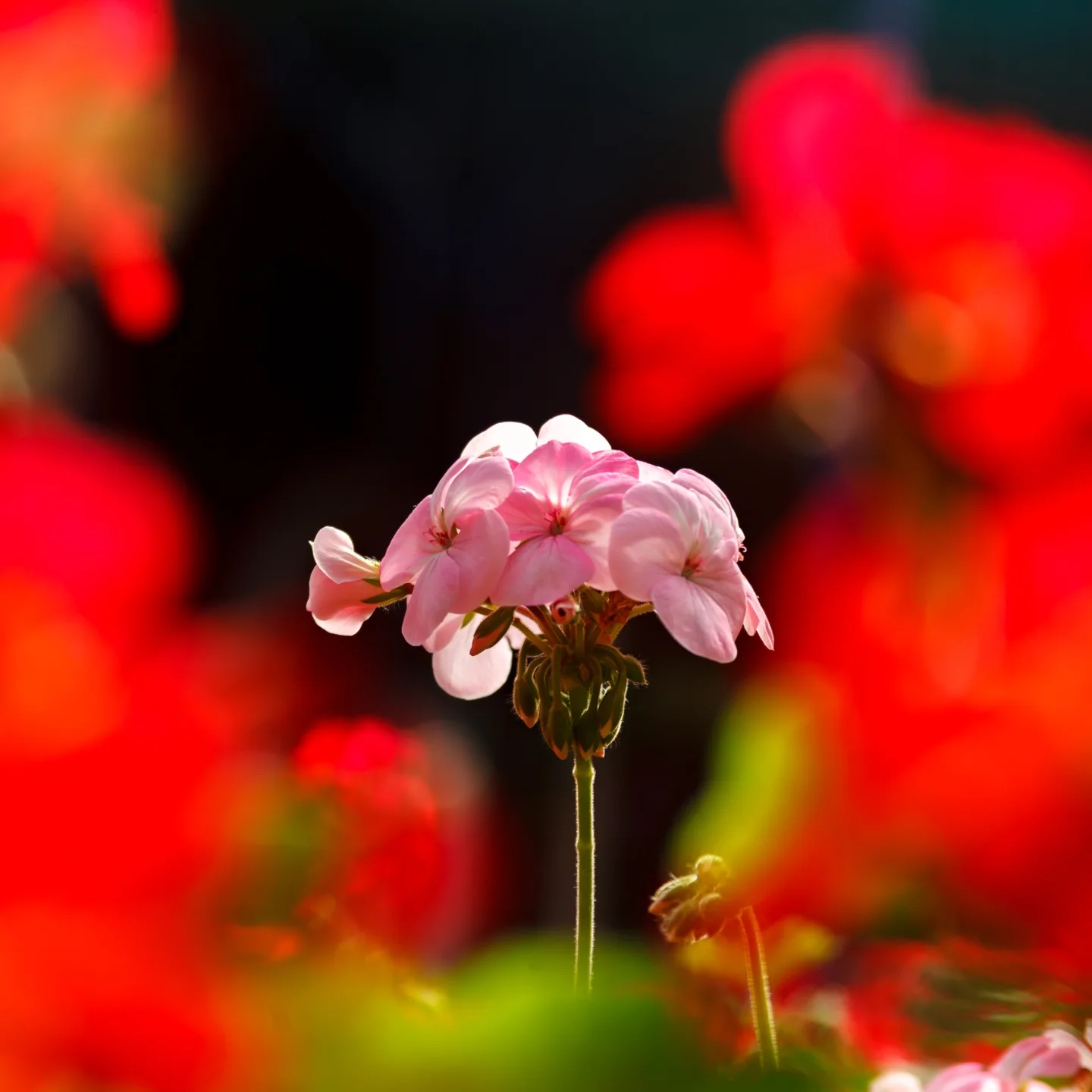 Pink flower close-up