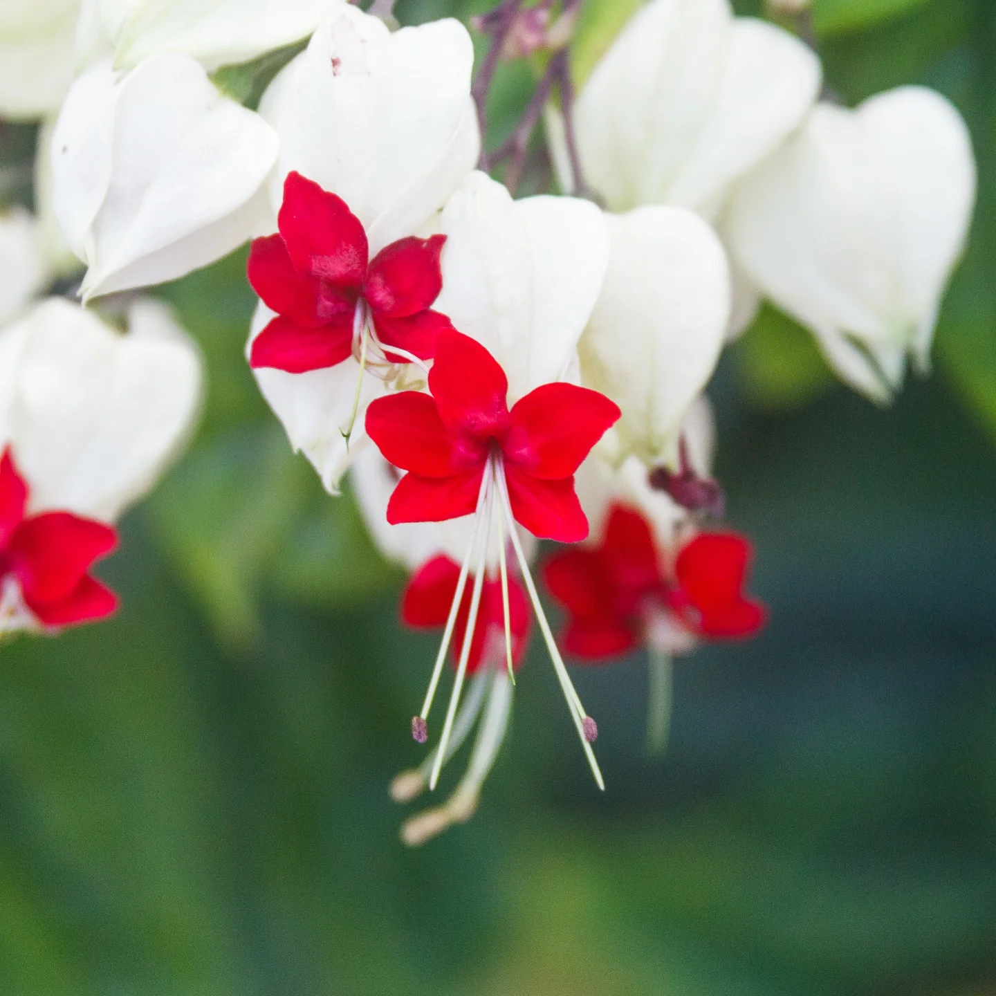 Red and white bleeding-heart flowers